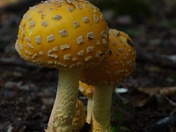 Superior National Forest