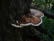 Superior National Forest