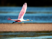 JN Ding Darling National Wildlife Refuge