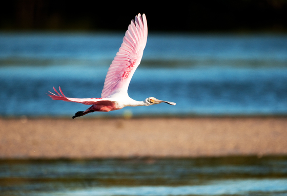 JN Ding Darling National Wildlife Refuge