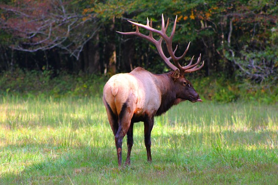 Great Smoky Mountains National Park