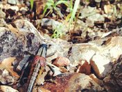 Big Bend National Park