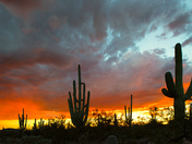 Sabino Canyon National Recreation Area