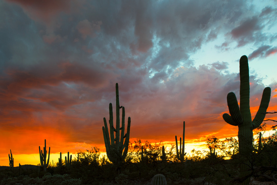 Sabino Canyon National Recreation Area