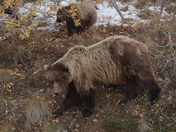 Denali National Park