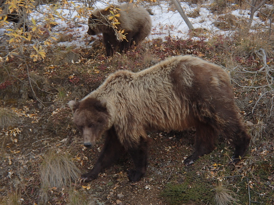 Denali National Park