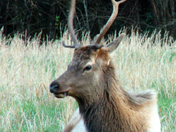 Great Smoky Mountains National Park