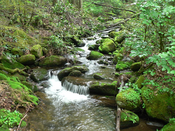 Smokey Mountains National Park