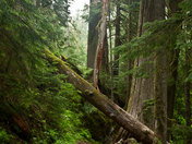 Ranier National Park