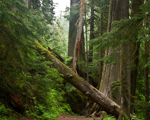 Ranier National Park