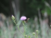 Bombay Hook National Wildlife Refuge