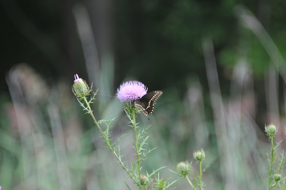 Bombay Hook National Wildlife Refuge