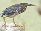 Bombay Hook National Wildlife Refuge