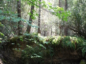 Siskiyou National Forest