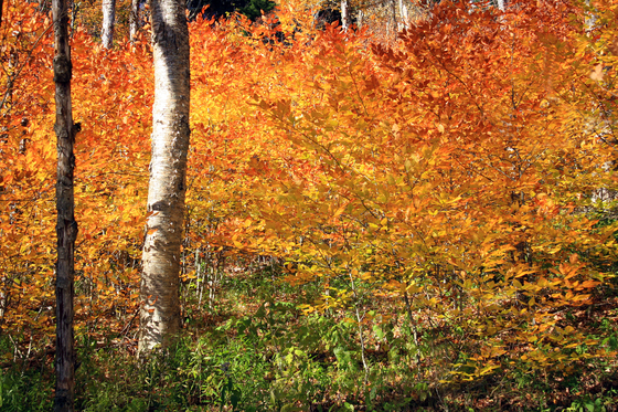 Great Smoky Mountains National Park