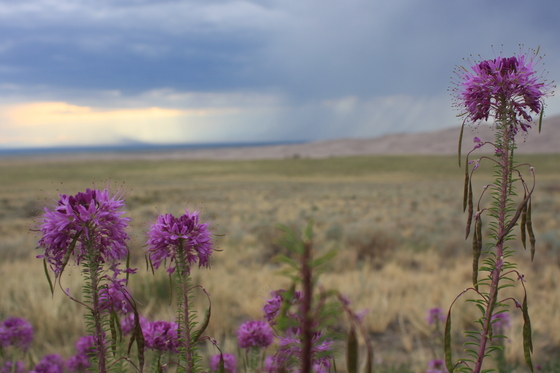 Great Sand Dunes National Park and Preserve