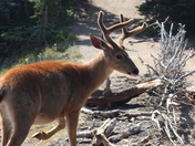 Olympic National Park