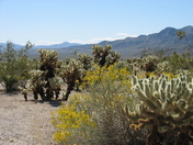 Joshua Tree National Park
