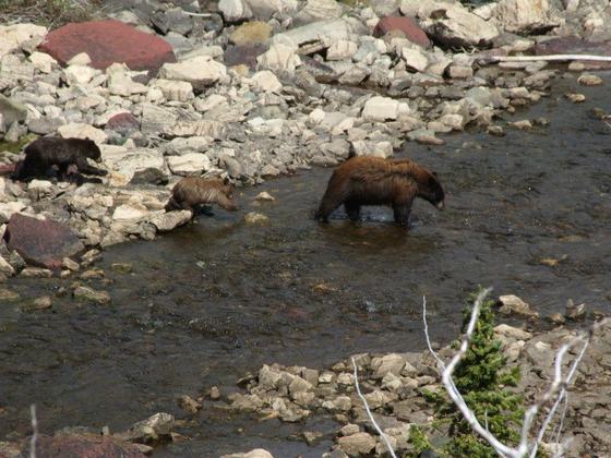 GLACIER NATIONAL PARK