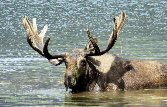 White River National Forest