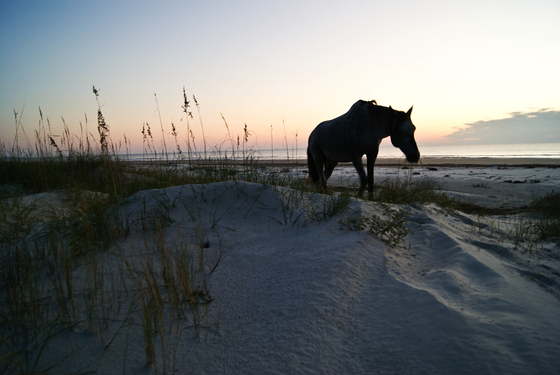 Cumberland Island National Seashore