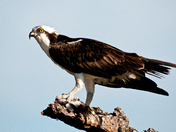 JN Ding Darling National Wildlife Refuge