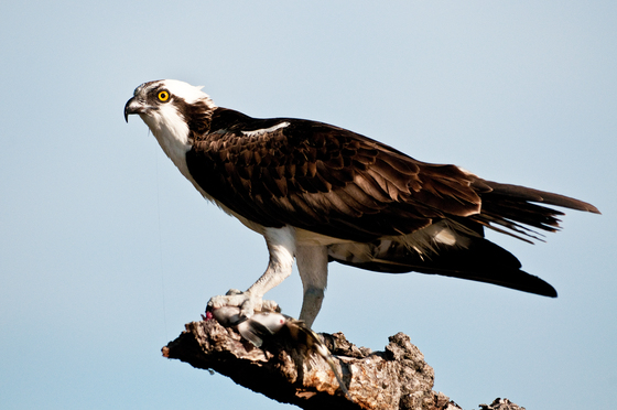 JN Ding Darling National Wildlife Refuge