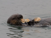 Moss Landing National Reserve Wetlands