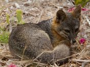 Channel Islands National Park