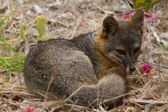 Channel Islands National Park