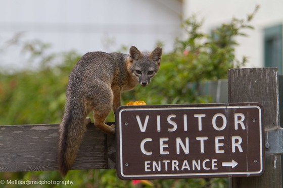 Channel Islands National Park