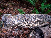 Muir Woods National Monument