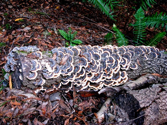 Muir Woods National Monument