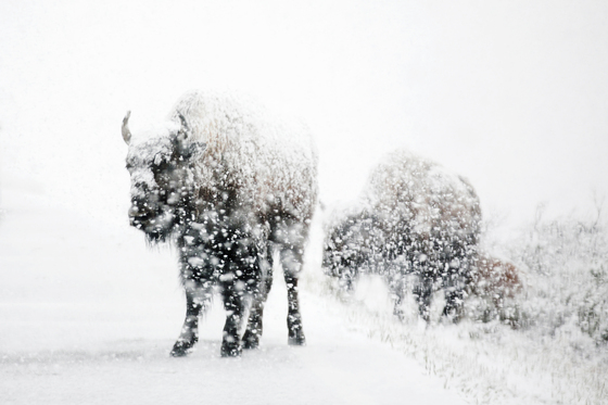 Yellowstone National Park