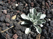 Sunset Crater Volcano National Monument