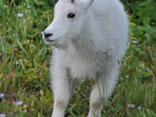 Glacier National Park