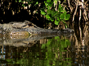 Merritt Island National Wildlife Refuge