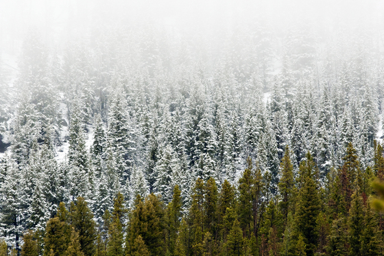 Yellowstone National Park
