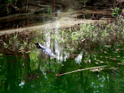 Juniper Springs in Ocala National Forest, Florida