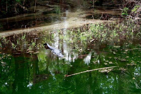 Juniper Springs in Ocala National Forest, Florida