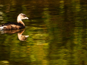 JN Ding Darling National Wildlife Refuge