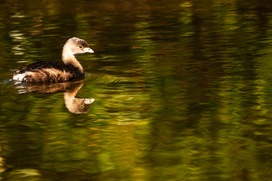 JN Ding Darling National Wildlife Refuge