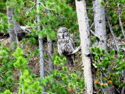 YELLOWSTONE NATIONAL PARK