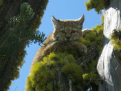 Hells Canyon Wilderness-Wallows Whitman National Forest