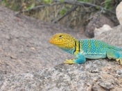 Colorado National Monument