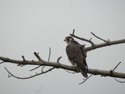 Back Bay Wildlife Refuge