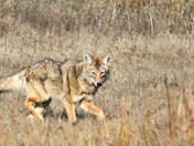 san luis national wildlife refuge