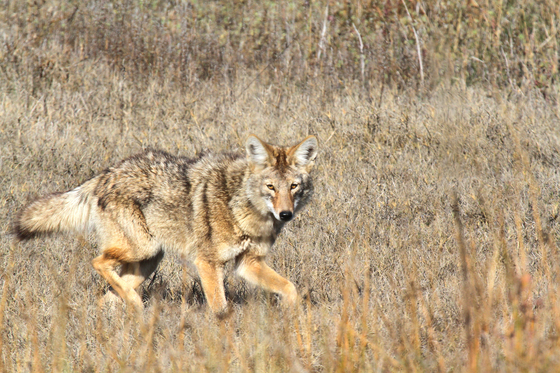 san luis national wildlife refuge