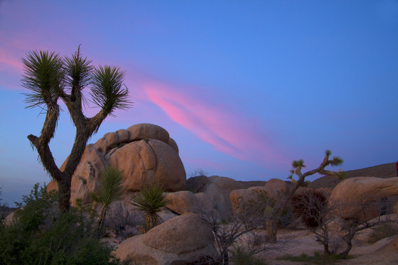 joshua tree national park