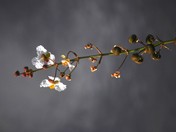 Loxahatchee National Wildlife Refuge